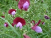 P1110975