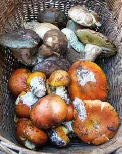 funghi